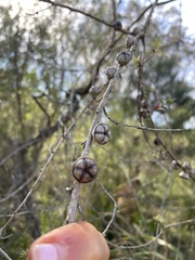 Leptospermum squarrosum