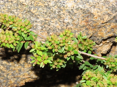 Metrosideros stipularis