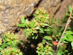 Metrosideros stipularis