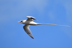 Phaethon lepturus catesbyi