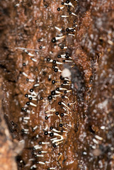 Pleurotus cystidiosus