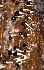 Pleurotus cystidiosus