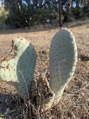 Opuntia basilaris treleasei