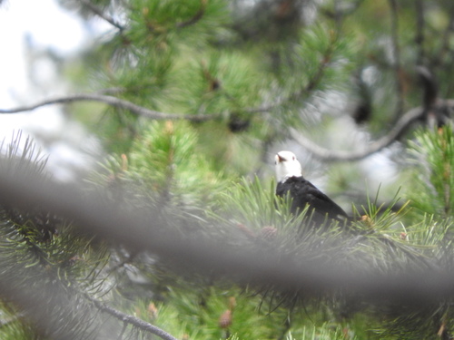 iNaturalist observation photo of White-headed Woodpecker