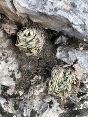 Selaginella pilifera