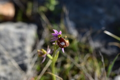 Ophrys bertolonii flavicans