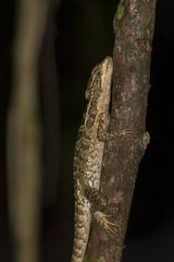 Basiliscus