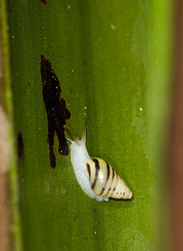 Banded Cone