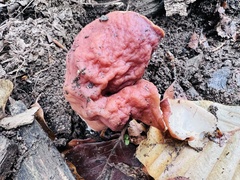 Gyromitra fastigiata