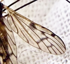 Neolimonia rara