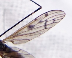 Neolimonia rara