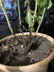 Fusarium oxysporum