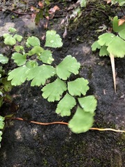 Adiantum philippense