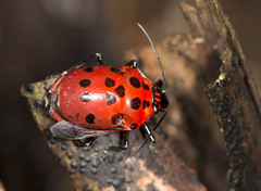 Augocoris