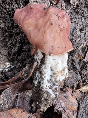 Gyromitra fastigiata