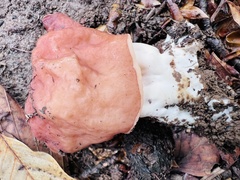 Gyromitra fastigiata