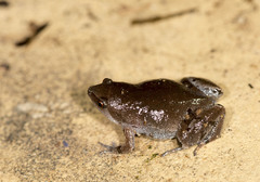 Gastrophryne elegans