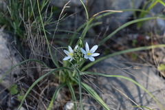 Ornithogalum comosum