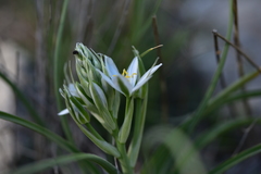 Ornithogalum comosum