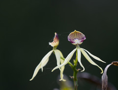 Prosthechea cochleata
