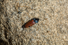 Chalcolepidius rubripennis