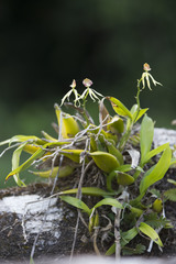 Prosthechea cochleata