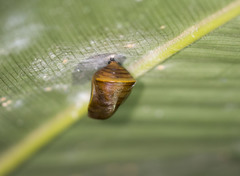 Charaxinae