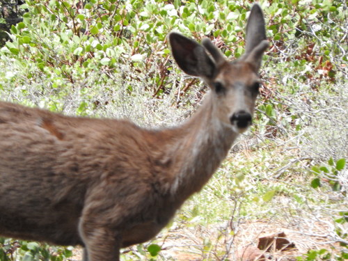 iNaturalist observation photo of Mule Deer