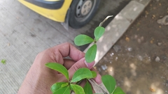 Terminalia tetraphylla