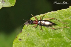 Cranistus colliurides