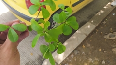 Terminalia tetraphylla