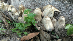 Coprinopsis strossmayeri