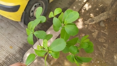 Terminalia tetraphylla