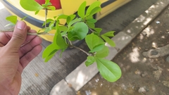 Terminalia tetraphylla