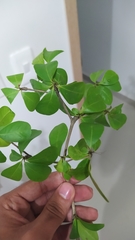 Terminalia tetraphylla