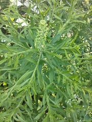 Lepidium densiflorum