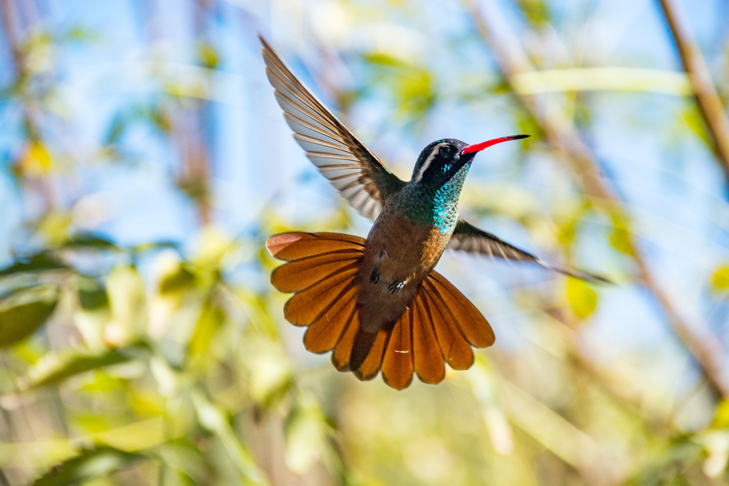 Xantus's Hummingbird photo