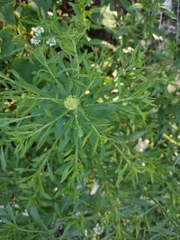 Lepidium densiflorum