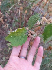 Pseudabutilon virgatum