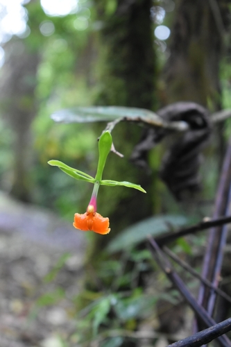 Epidendrum pseudepidendrum image