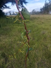 Anredera brachystachys