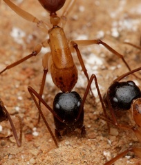 Camponotus nigriceps