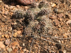 Opuntia cymochila