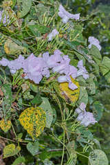 Ipomoea batatoides