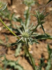 Eryngium jepsonii