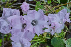 Ipomoea batatoides