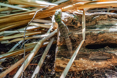 Ctenosaura oaxacana