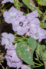 Ipomoea batatoides