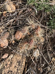 Opuntia cymochila