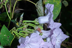 Ipomoea batatoides